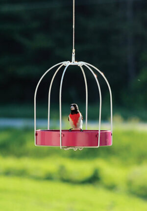 FRAMED PLATFORM FUCHSIA BIRD FEEDER